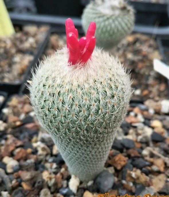 Epithelantha micromeris in bloom with bright red flowers