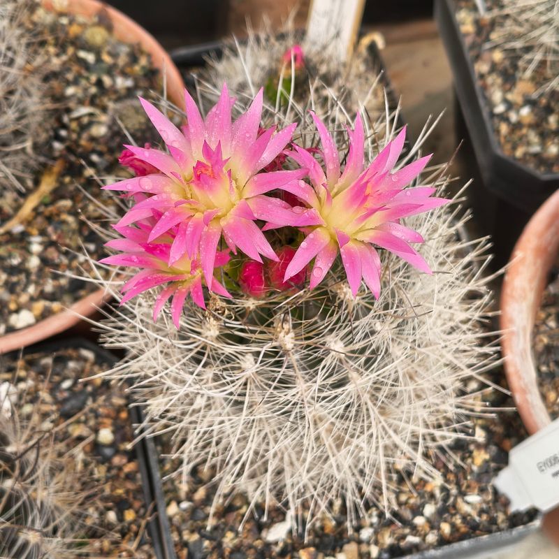 Eriosyce villosa cluster with multiple pink flowers and buds
