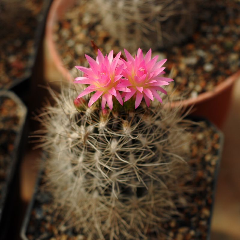 Eriosyce villosa in bloom with two pink flowers
