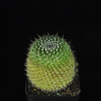 Seeds of Mammillaria karwinskiana subs. nejapensis