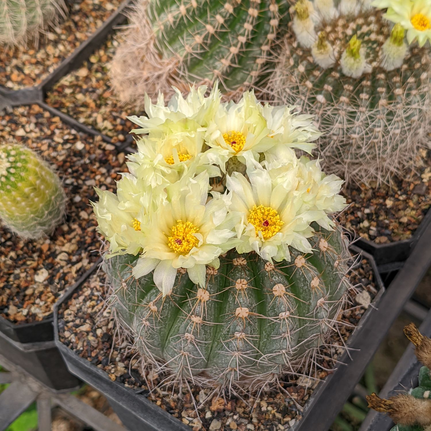 Seeds of Notocactus crassigibbus