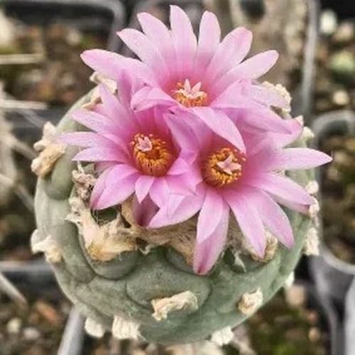 Lophophora williamsi var diffusa in bloom with pink flowers