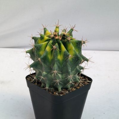 Seeds of Ferocactus herrerae hybrid variegated