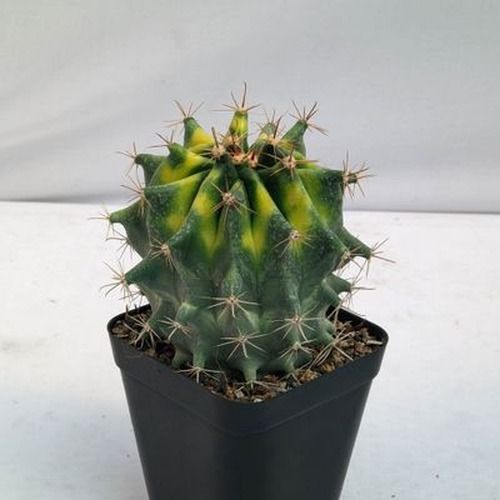 Ferocactus herrerae hybrid variegated in black nursery pot, front view