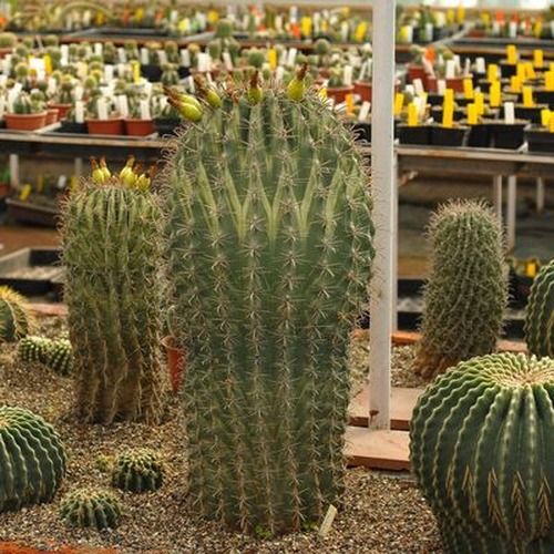 Ferocactus herrerae hybrid variegated tall columnar specimen in nursery setting