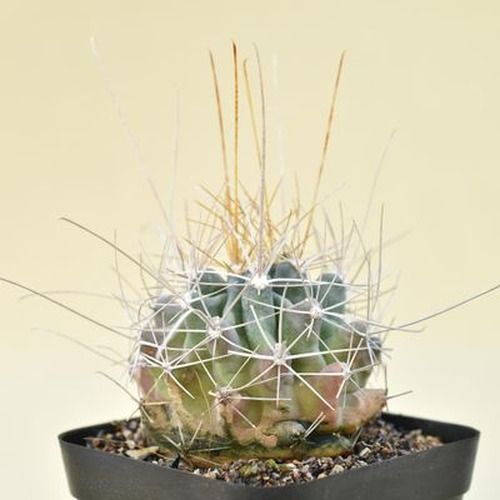 Hamatocactus sinuatus v.papyracanthus yellow spines potted specimen showing full plant structure
