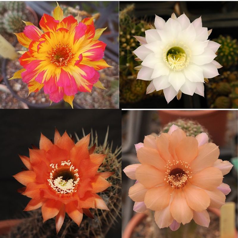Cactus Echinopsis hybrids with red, yellow, orange and pink blooms