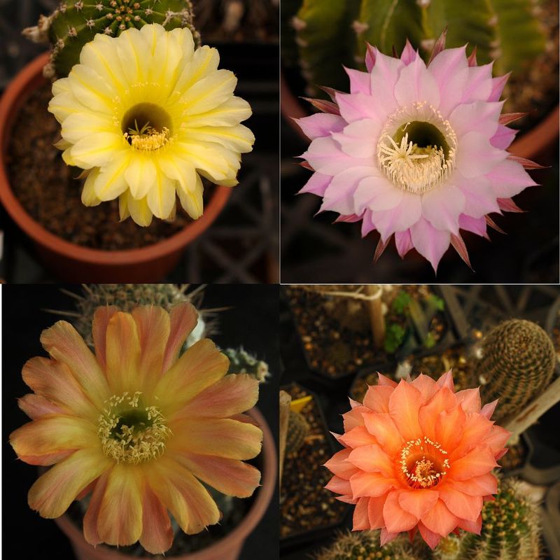 Cactus Echinopsis hybrids yellow and pink flowering display
