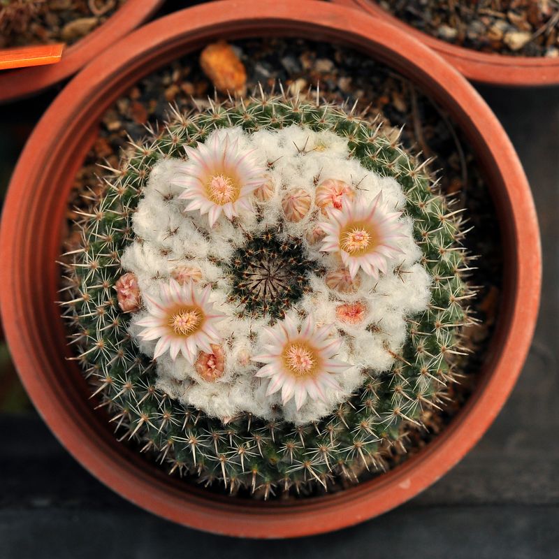 Cactus Neomammillaria formosa chinocephala top-down view in bloom