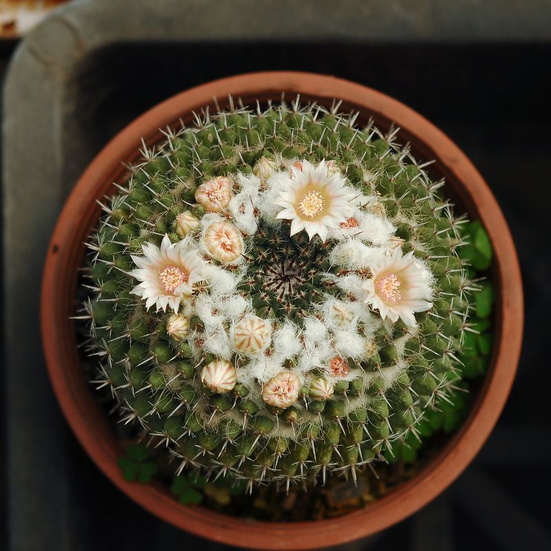 Cactus Neomammillaria formosa chinocephala single specimen in bloom