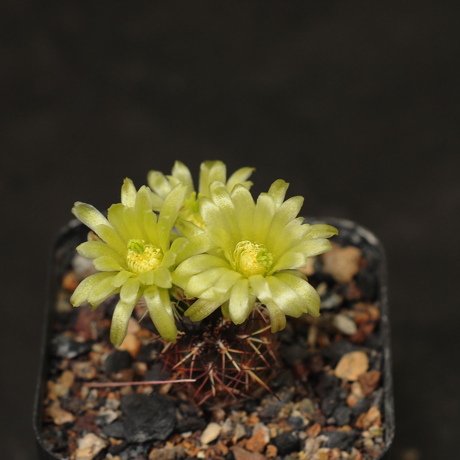 Seeds of  Cactus Echinocereus viridiflorus var. davisii