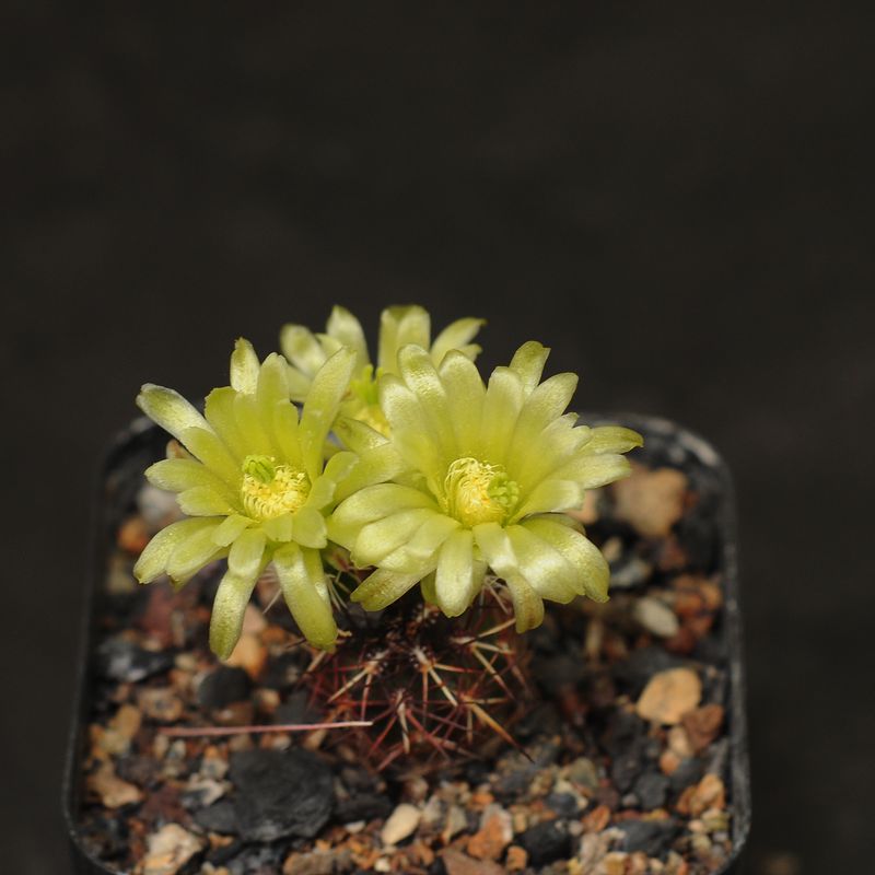 Cactus Echinocereus viridiflorus var. davisii in bloom with multiple yellow flowers