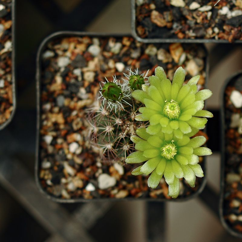 Cactus Echinocereus viridiflorus var. davisii in nursery pot with dual yellow blooms