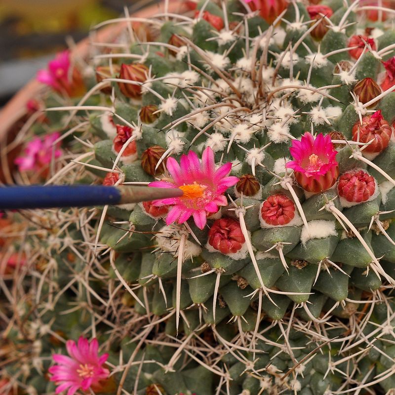 Cactus Mammillaria Compressa in bloom with bright pink flowers