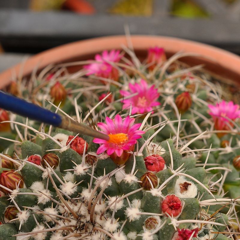 Cactus Mammillaria Compressa in terra cotta pot with multiple blooms