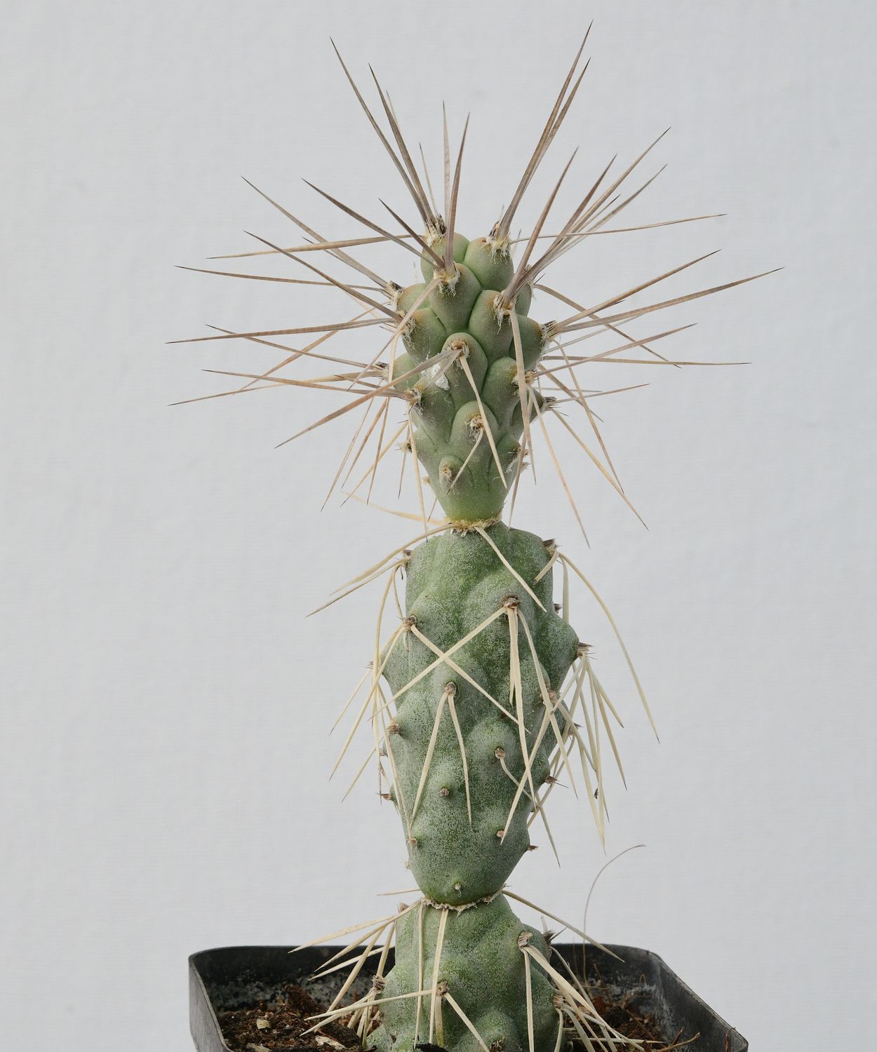 Opuntia  aoracanthus syn Tephrocactus aoracanthus