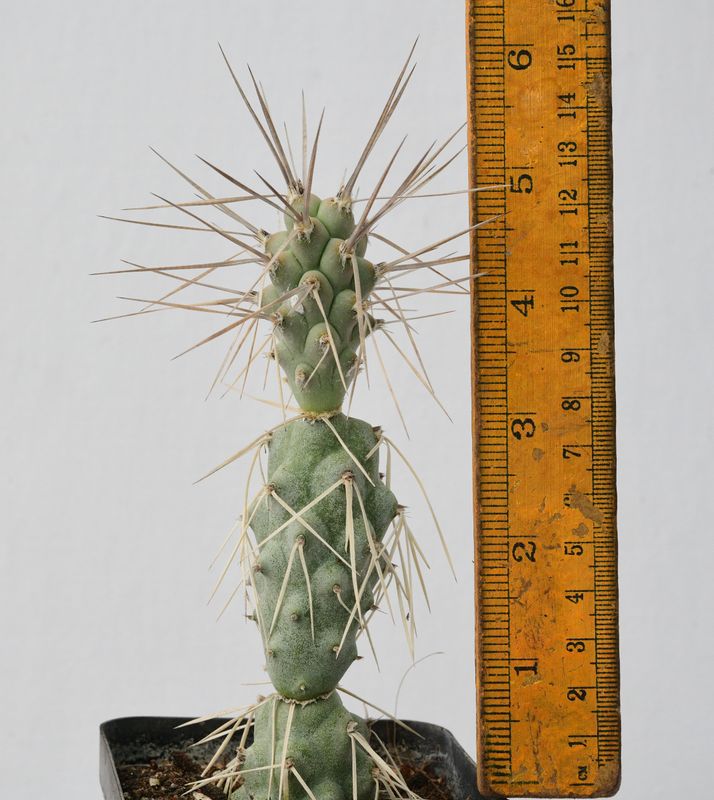 Opuntia  aoracanthus syn Tephrocactus aoracanthus with ruler for size reference