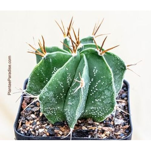 Astrophytum ornatum Nudum (Type / Native Form) front view showing multiple offsets