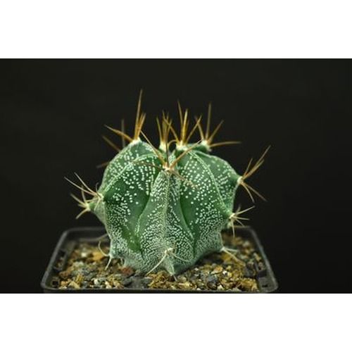 Astrophytum ornatum Nudum (Type / Native Form) single specimen top view