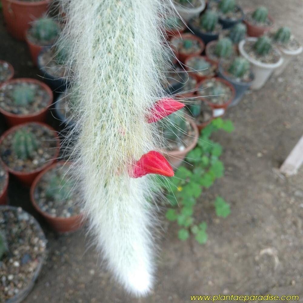 Hildewintera colademononis Monkey Tail cactus