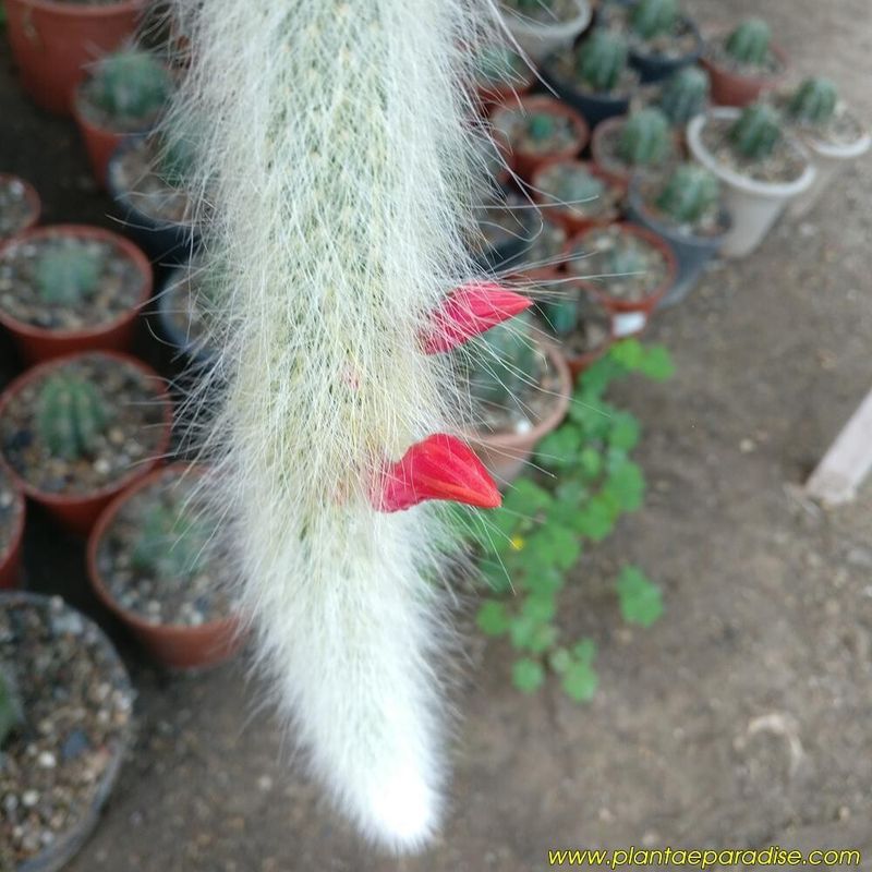 Hildewintera colademononis Monkey Tail cactus