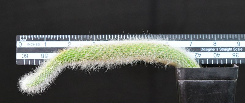 Hildewintera colademononis Monkey Tail cactus measured specimen showing length