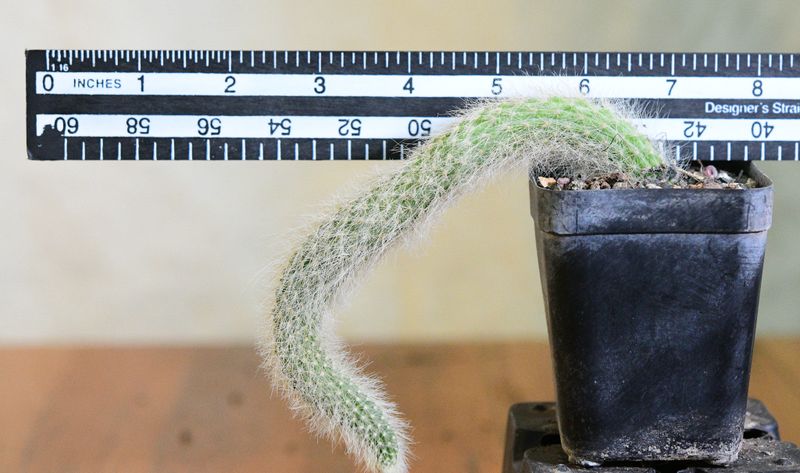 Hildewintera colademononis Monkey Tail cactus with ruler for size reference
