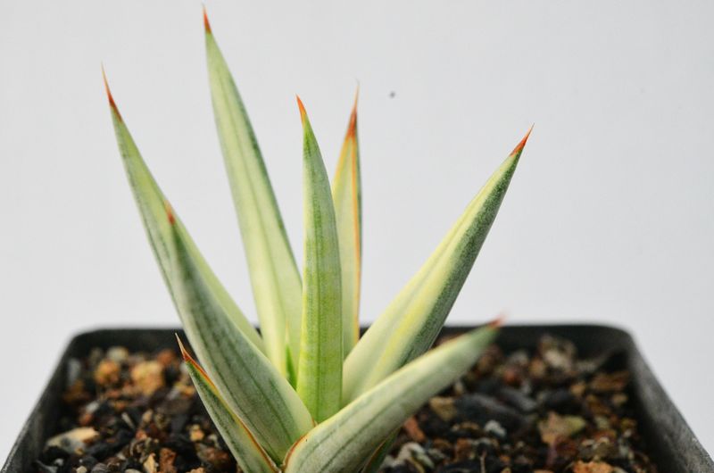 Sansevieria francisii cream variegated
