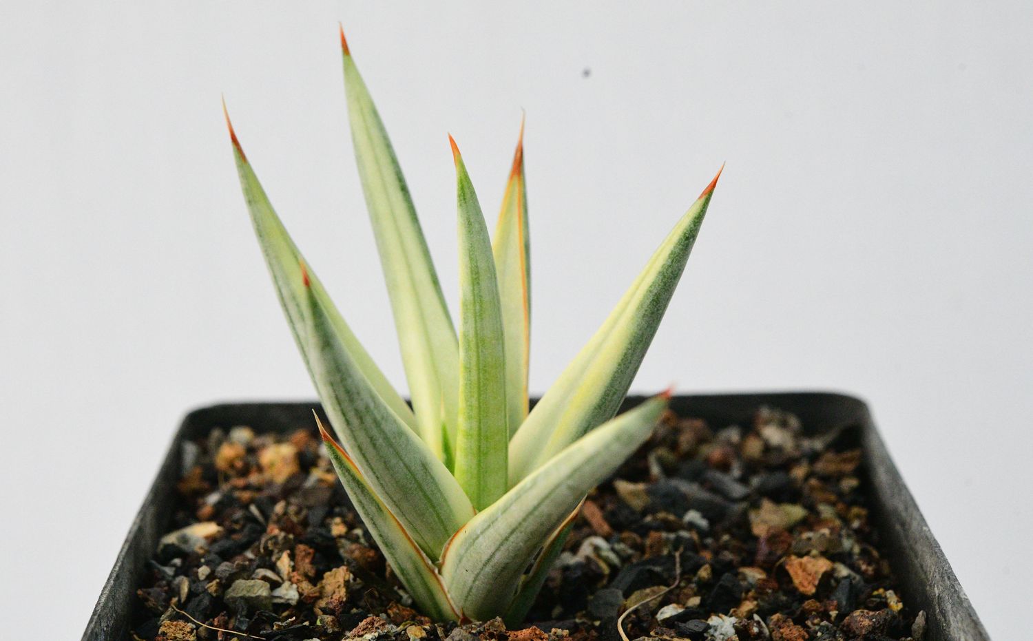 Sansevieria francisii cream variegated