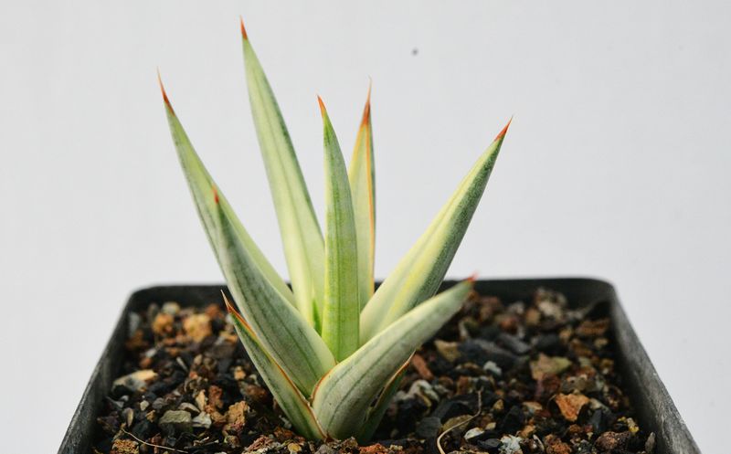 Sansevieria francisii cream variegated