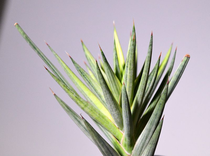 Sansevieria francisii cream variegated close-up leaf tips