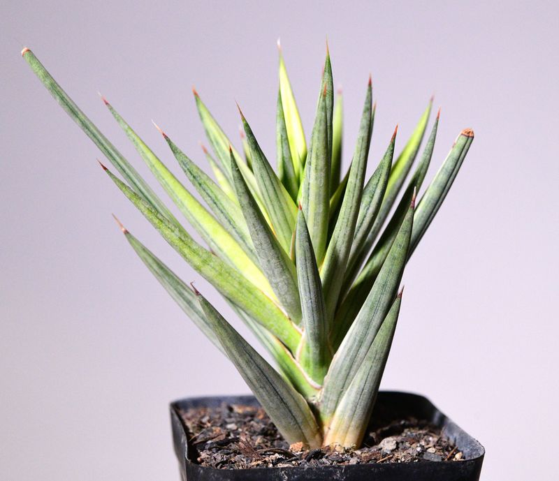 Sansevieria francisii cream variegated whole plant