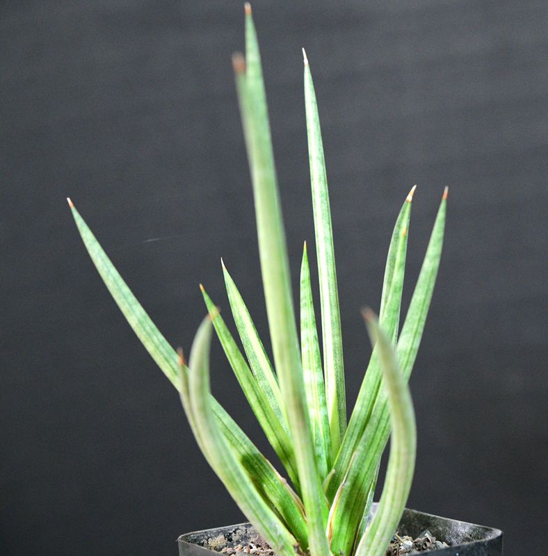 Sansevieria francisii cream variegated in pot, full plant view
