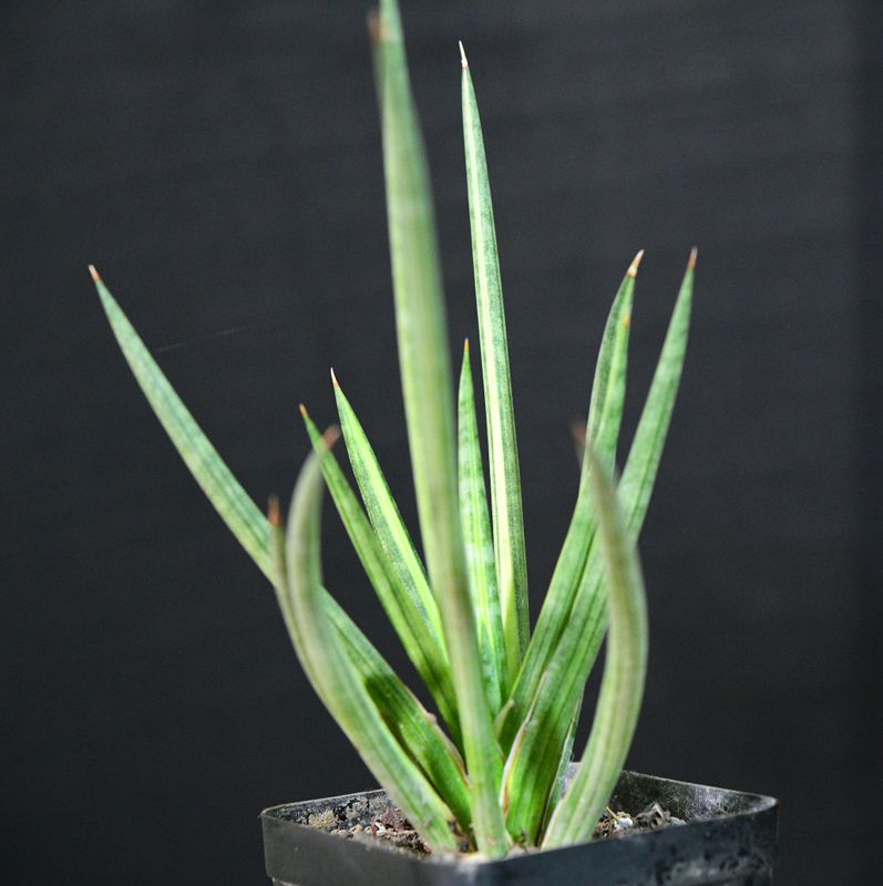 Sansevieria francisii cream variegated in pot, side angle view