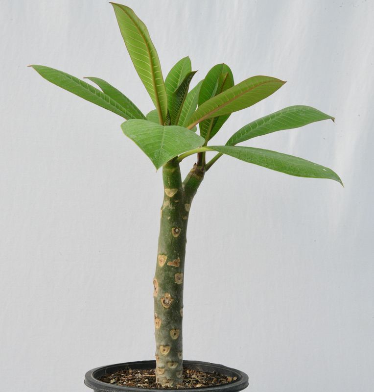 Plumeria rubra hybrid Frangipani Champa