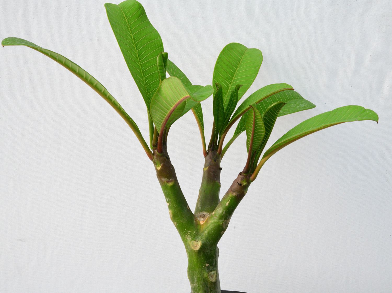 Plumeria rubra hybrid Frangipani Champa