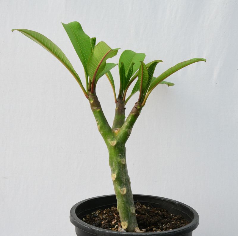Plumeria rubra hybrid Frangipani Champa