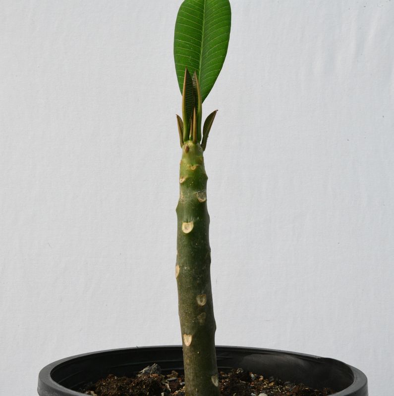 Plumeria rubra hybrid Frangipani Champa