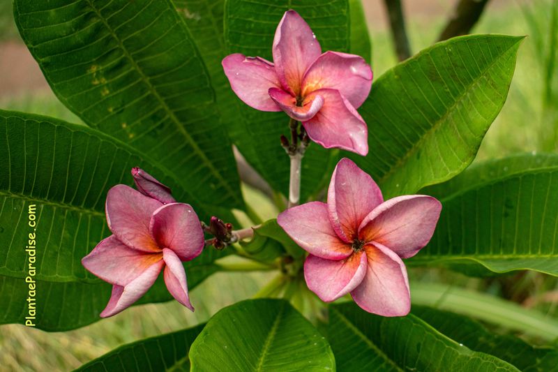 Plumeria rubra hybrid Frangipani Champa Plumeria rubra hybrid Frangipani Champa