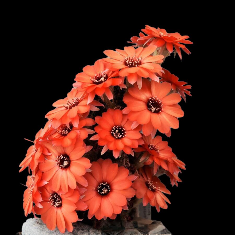 Lobivia saltensis var zapallarensis - Flower