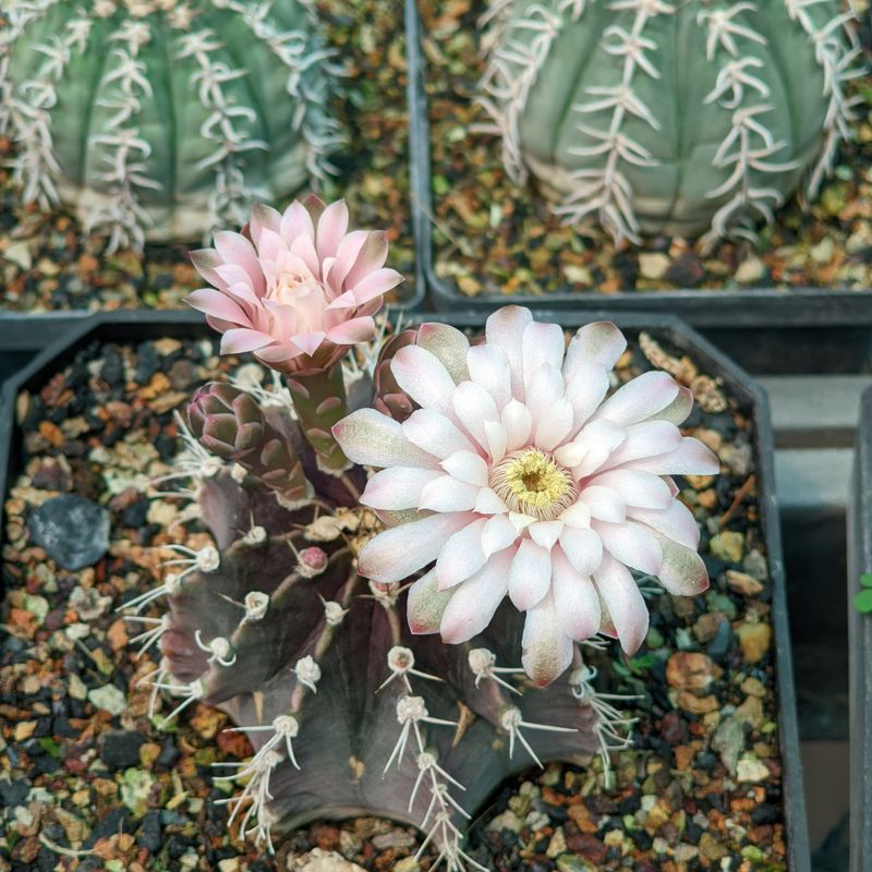Seeds of Gymnocalycium mihanovichii var friedrichii