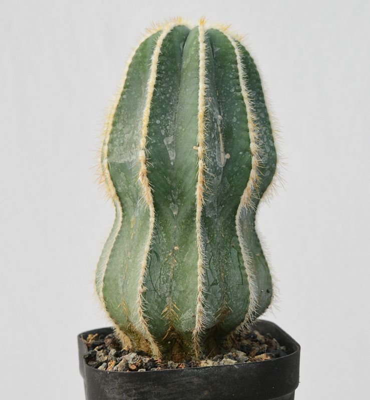 Notocactus magnificus monstrous green cv