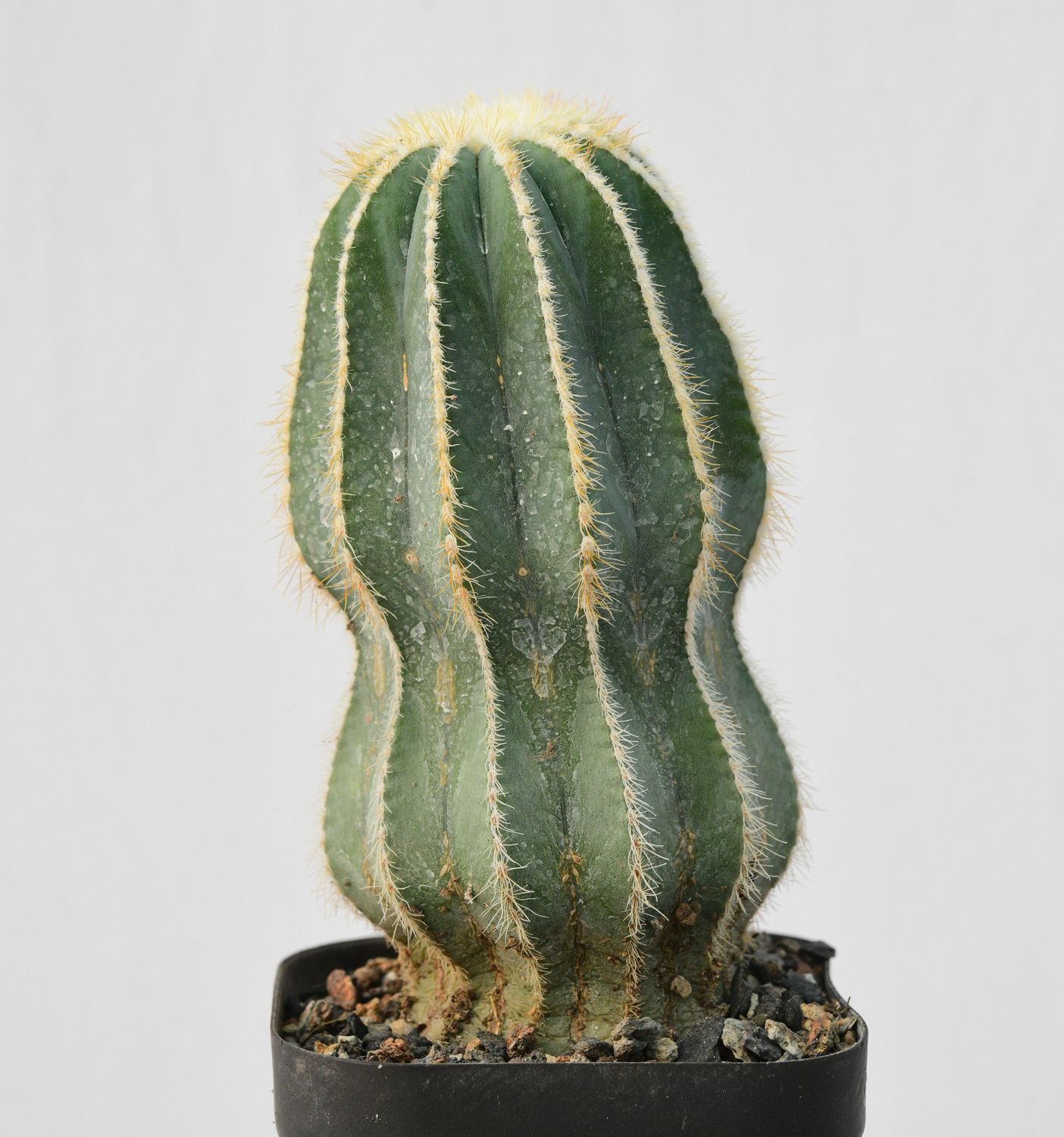 Notocactus magnificus monstrous green cv Notocactus magnificus monstrous green cv
