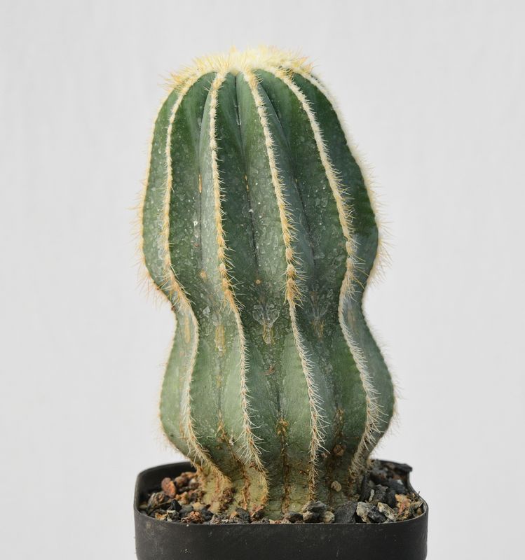 Notocactus magnificus monstrous green cv Notocactus magnificus monstrous green cv