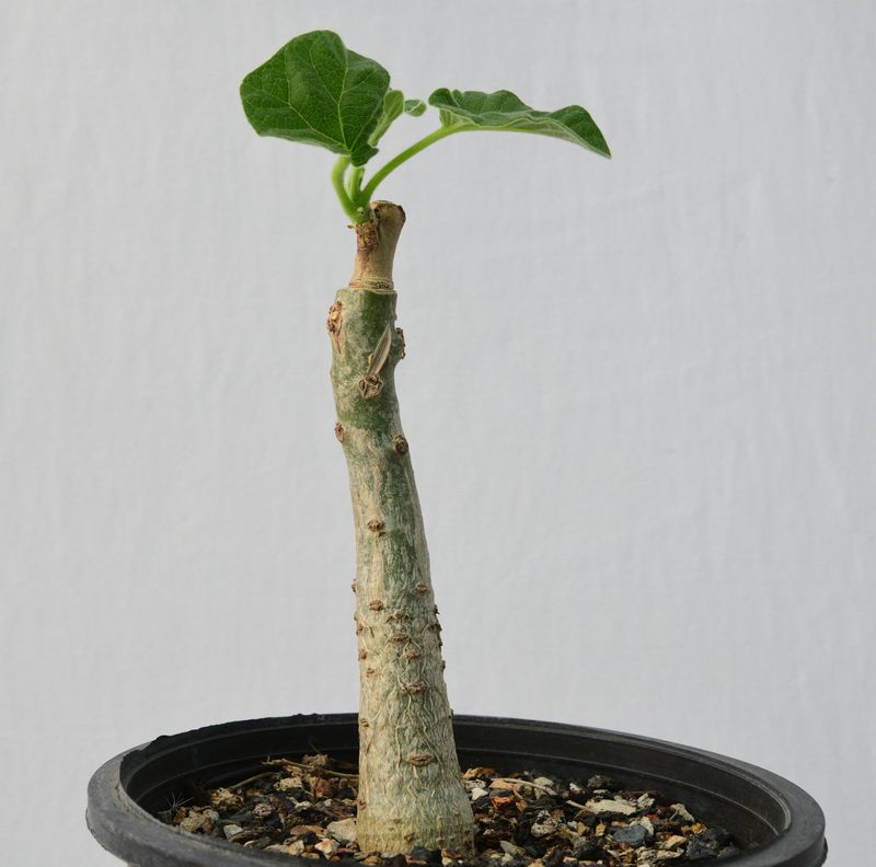 Uncarina hybrid Grafted Plant