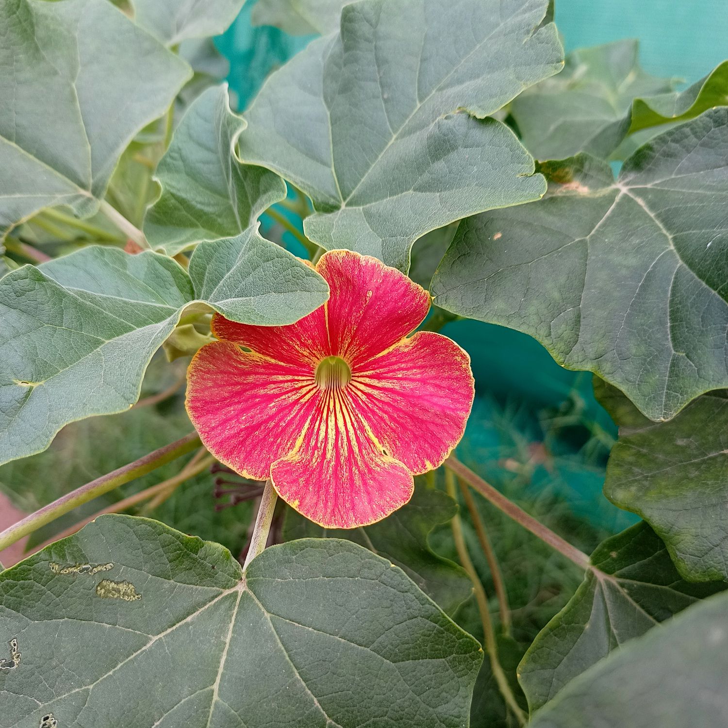 Uncarina hybrid Grafted Plant Uncarina hybrid Grafted Plant