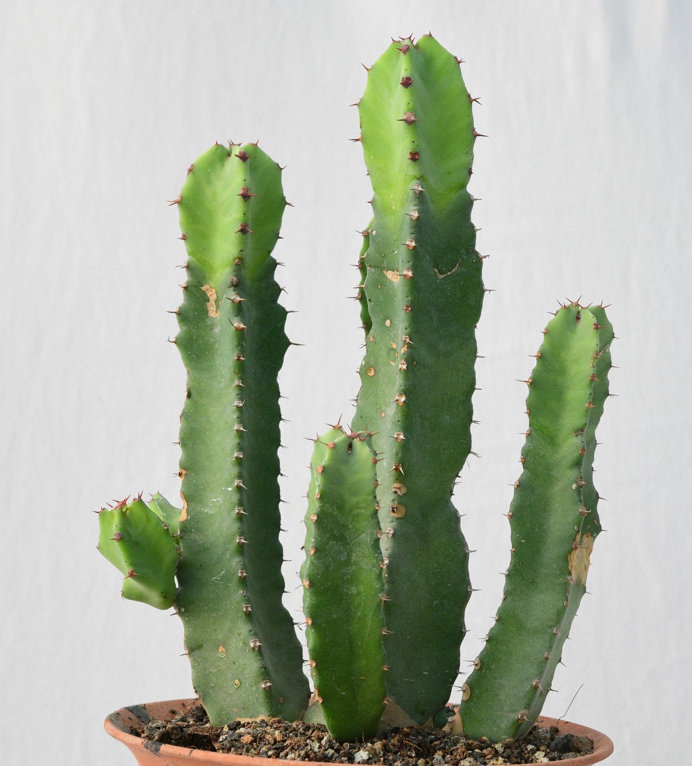 Euphorbia resinifera
