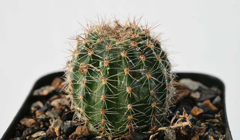 Echinopsis hybrid Sterntaler