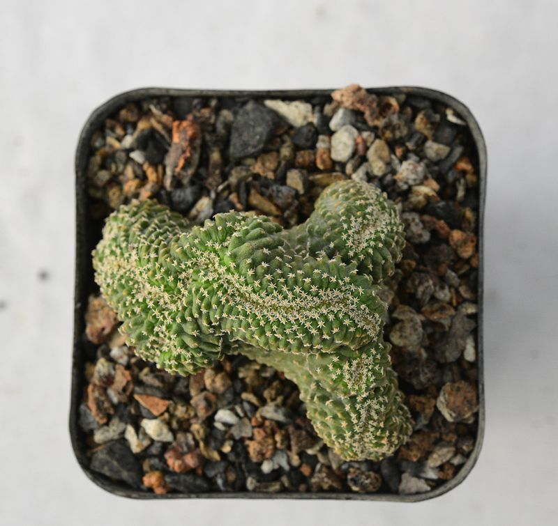 Strombocactus disciformis crest