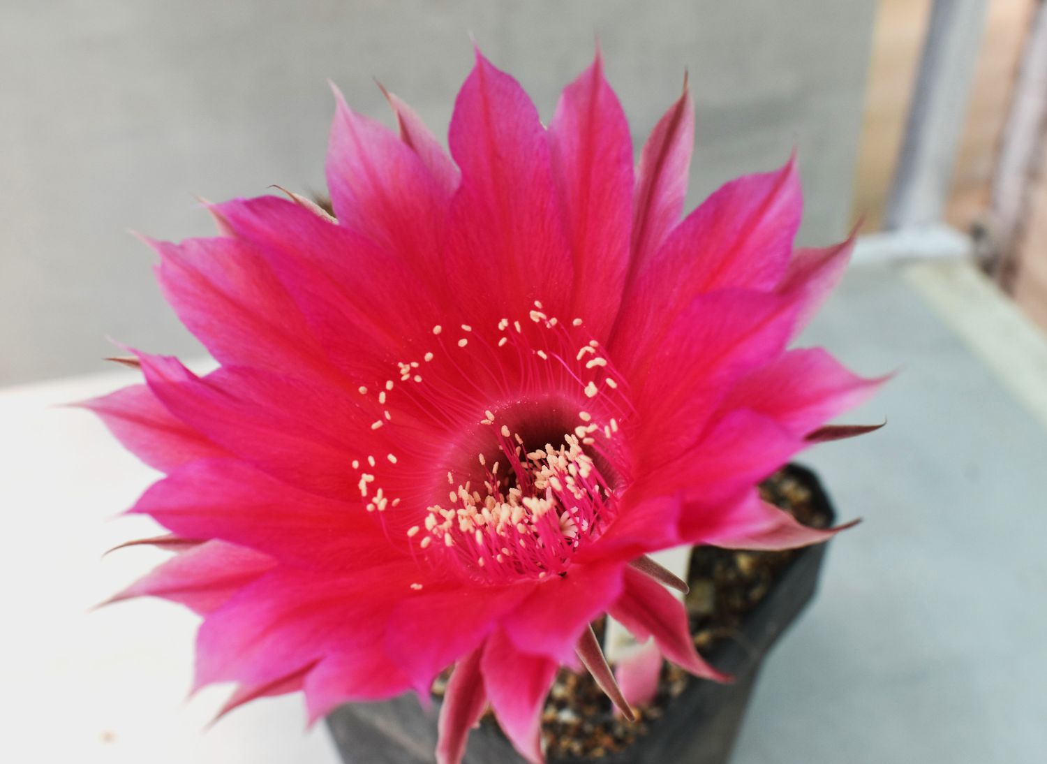 Echinopsis hybrid Mystic Magenta